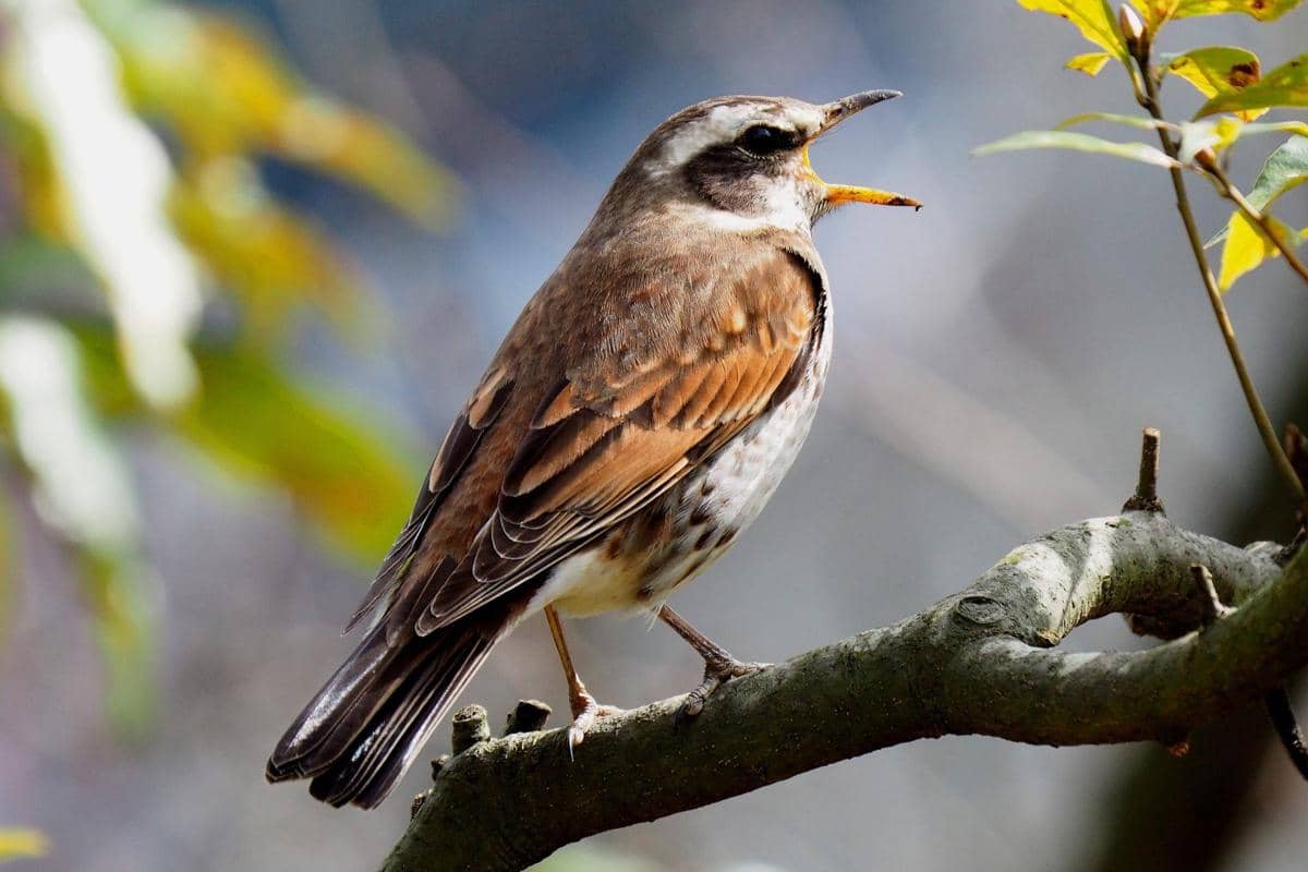 Burung Dusky Thrush