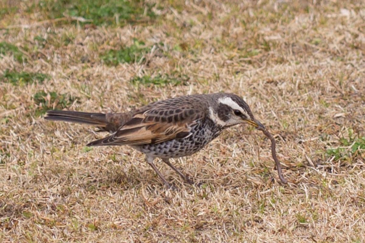Burung Dusky Thrush