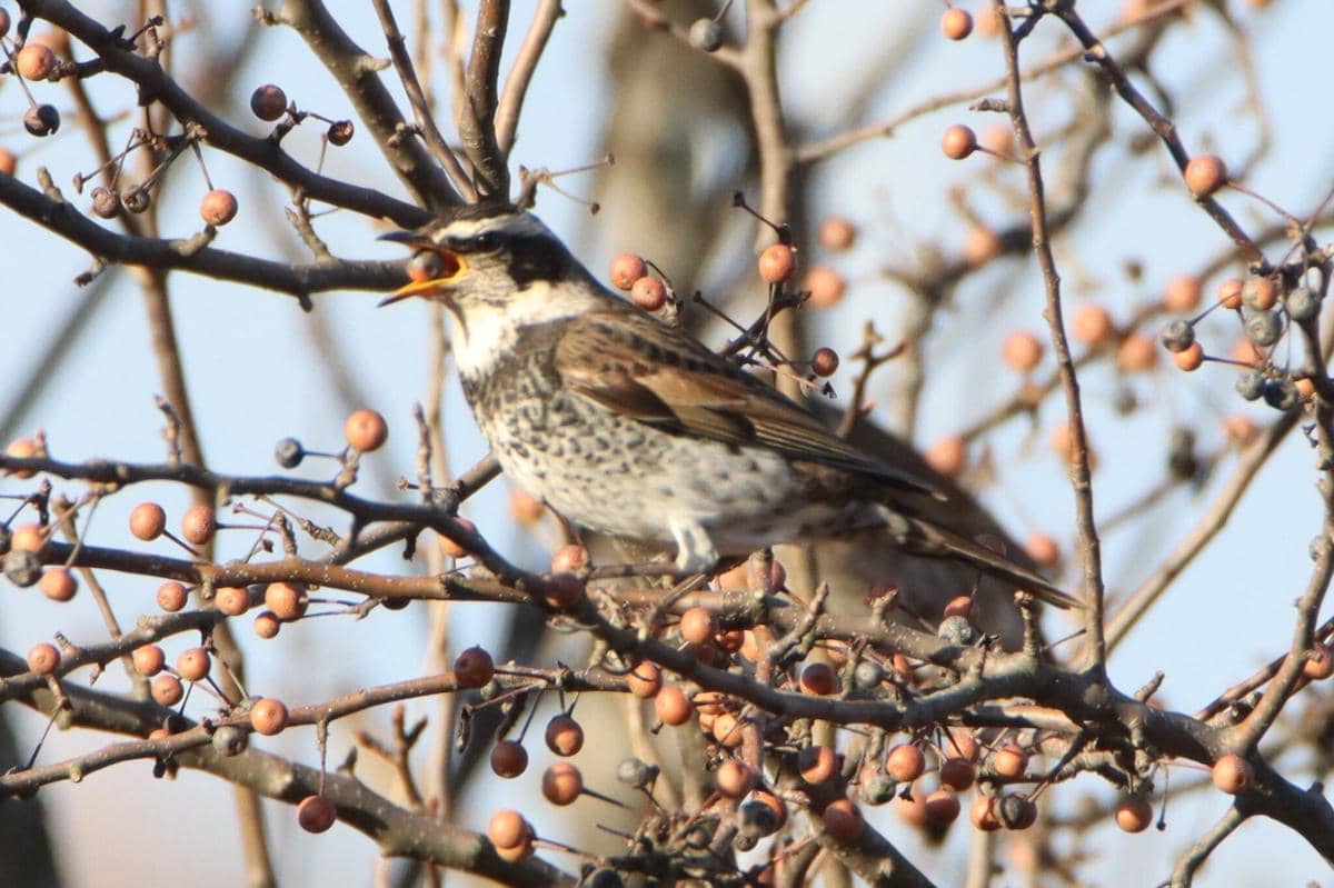 Burung Dusky Thrush