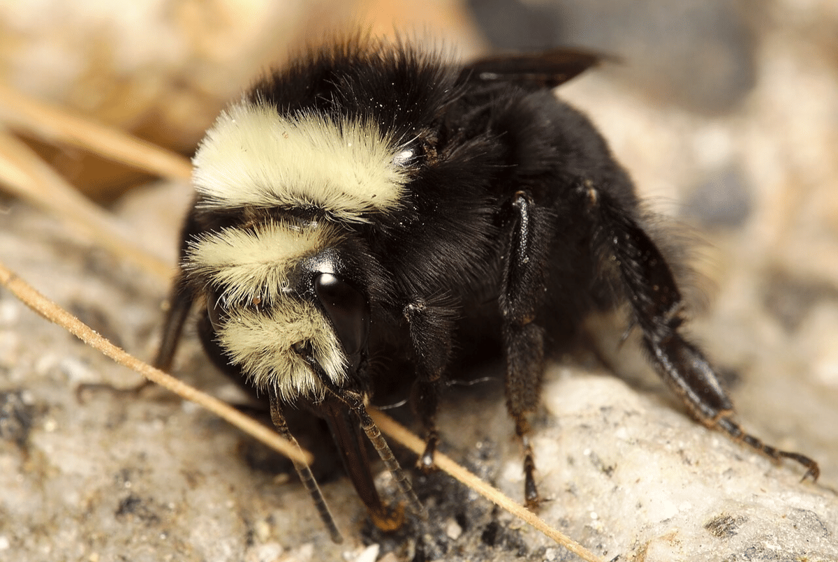 bumblebee berwajah kuning