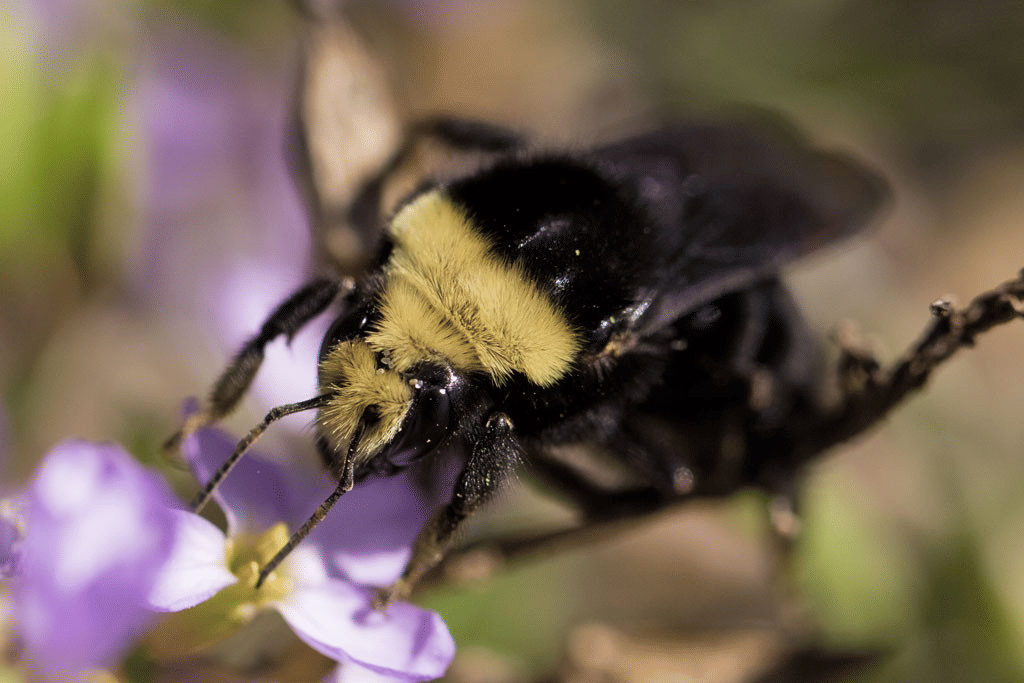 bumblebee berwajah kuning