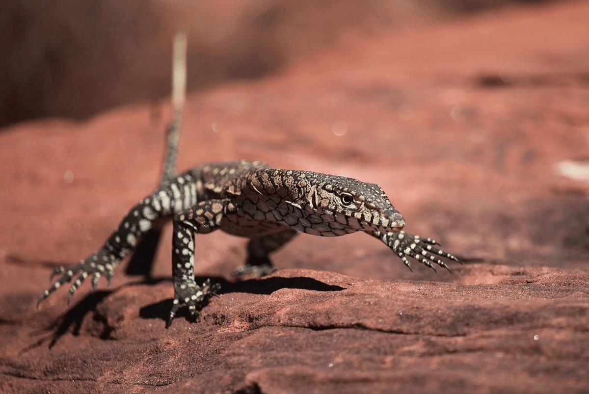 biawak perentie