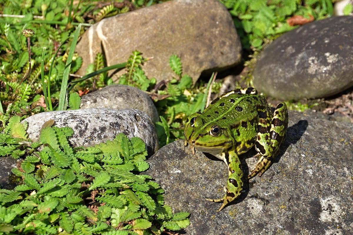 Potret katak berjemur