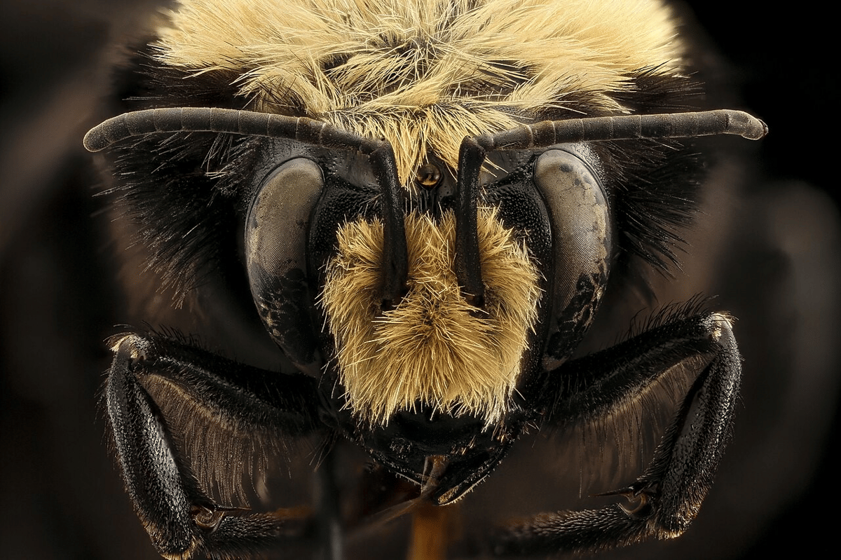bumblebee berwajah kuning
