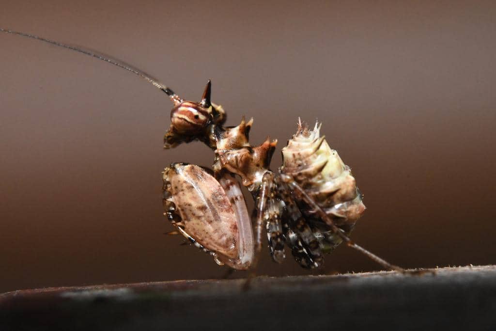 foto Pachymantis bicingulata 