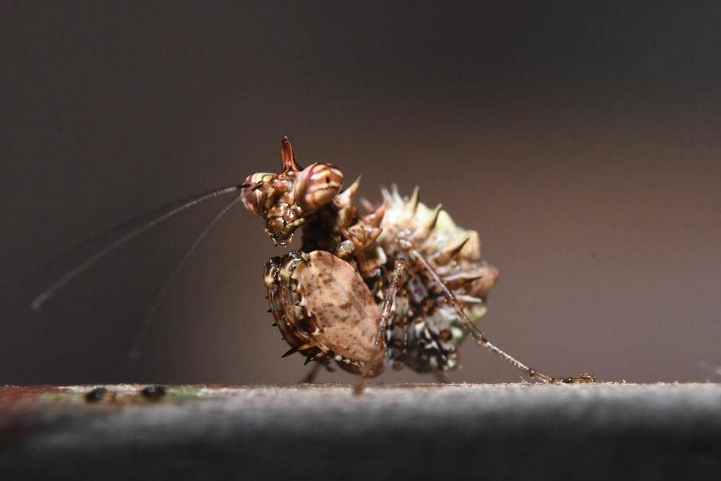 5 Fakta Pachymantis Bicingulata, Jagoan Tinju dari Dunia Serangga 