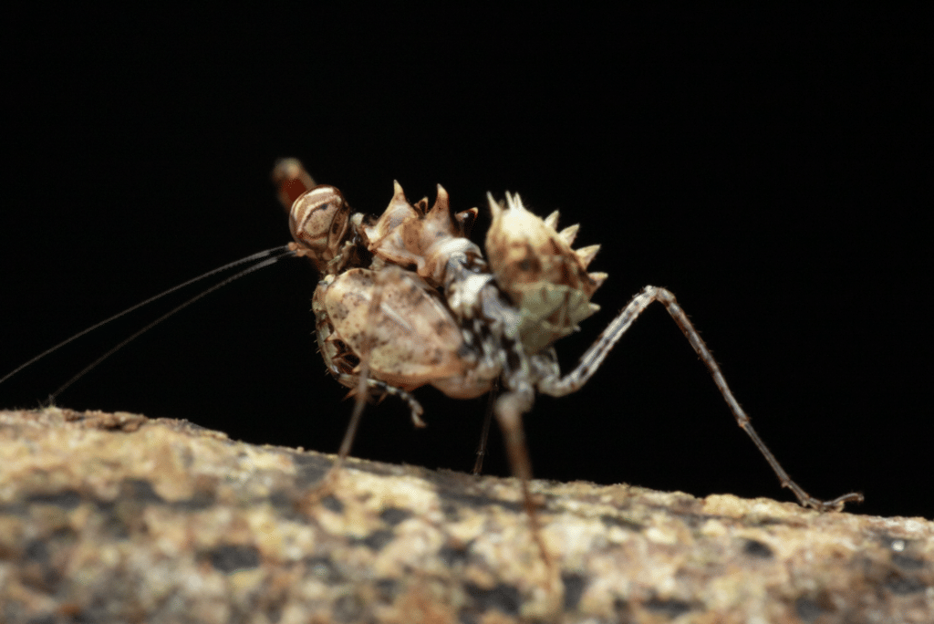 foto Pachymantis bicingulata