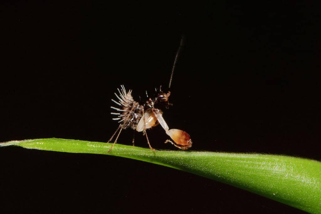 foto Pachymantis bicingulata