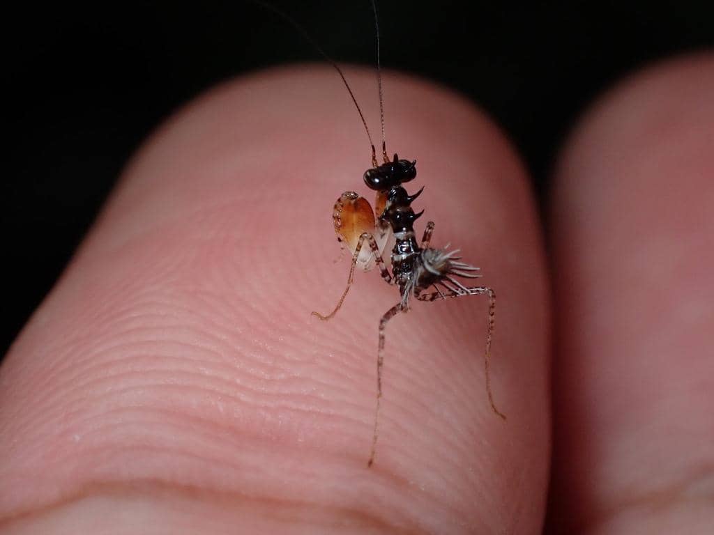 foto Pachymantis bicingulata