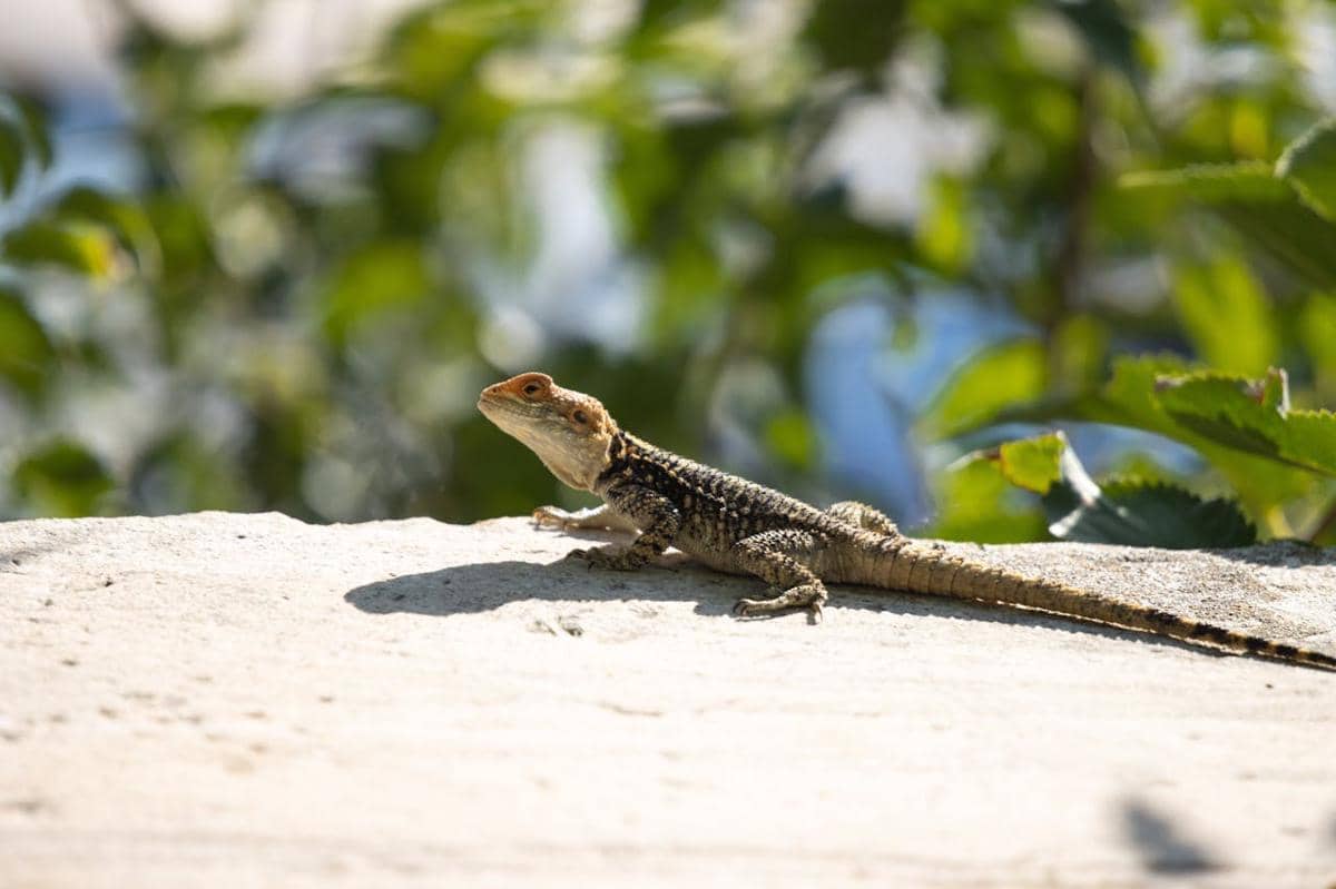 Kenapa Reptil Suka Berjemur di Bawah Sinar Matahari? Ini Alasannya