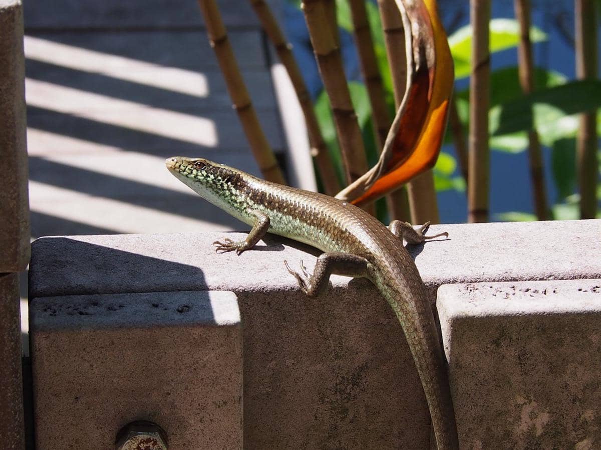 Potret reptil berjemur