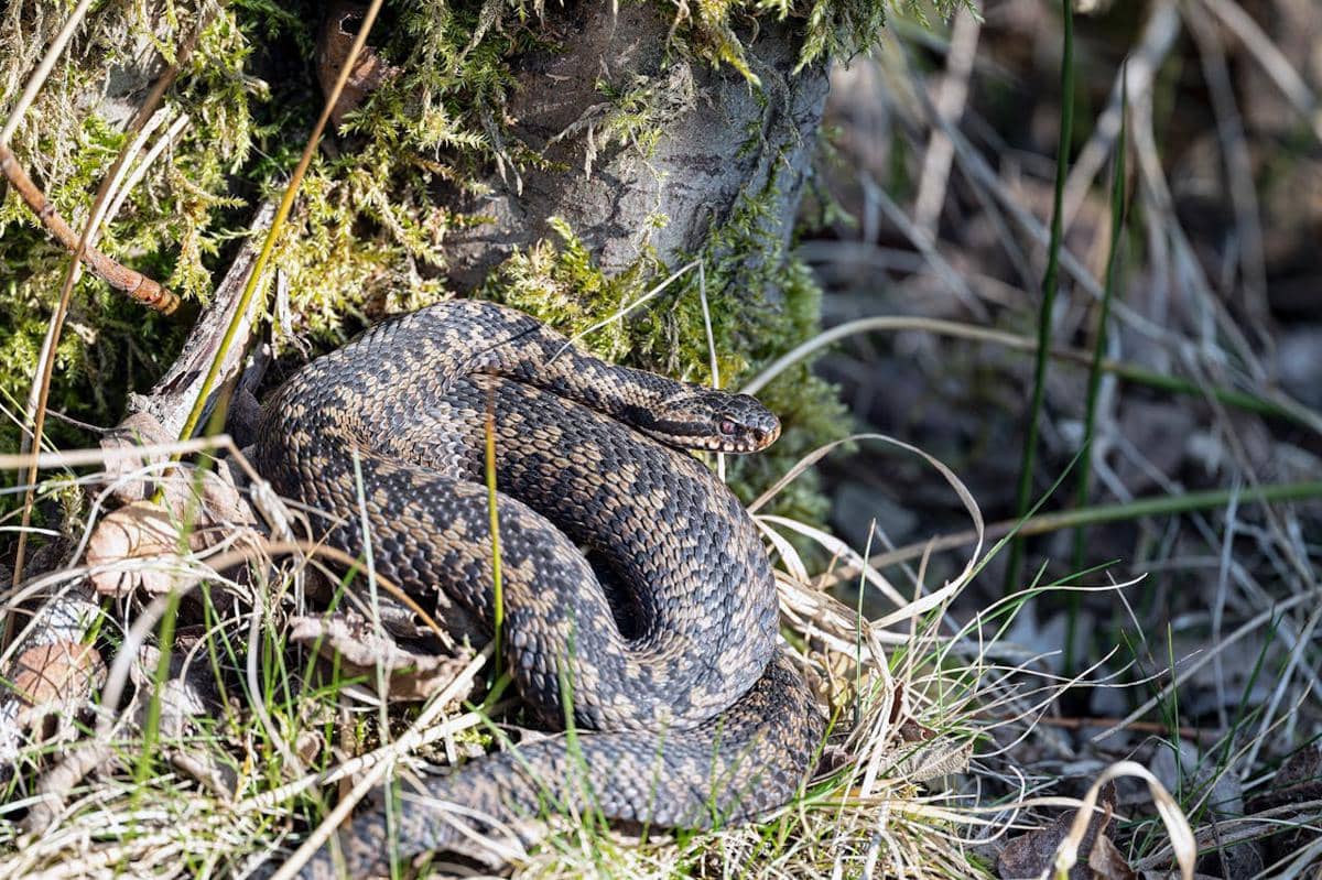 Potret ular berjemur 