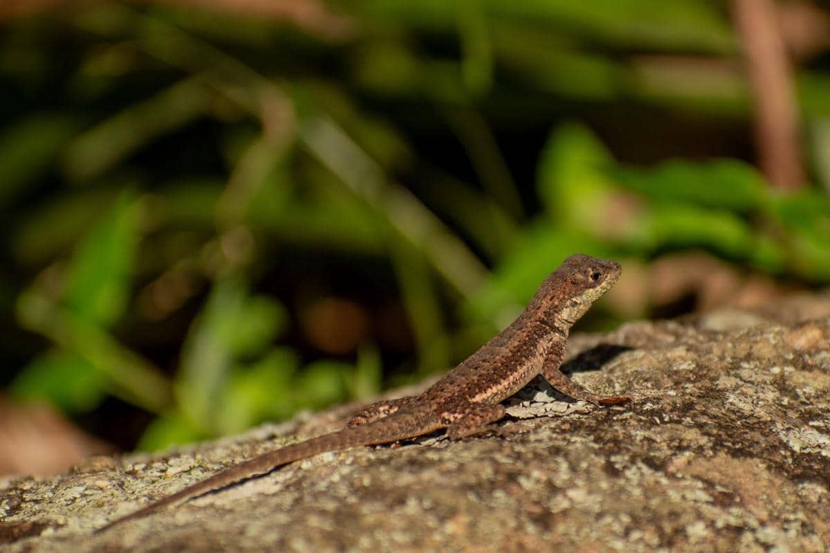 Potret kadal berjemur 