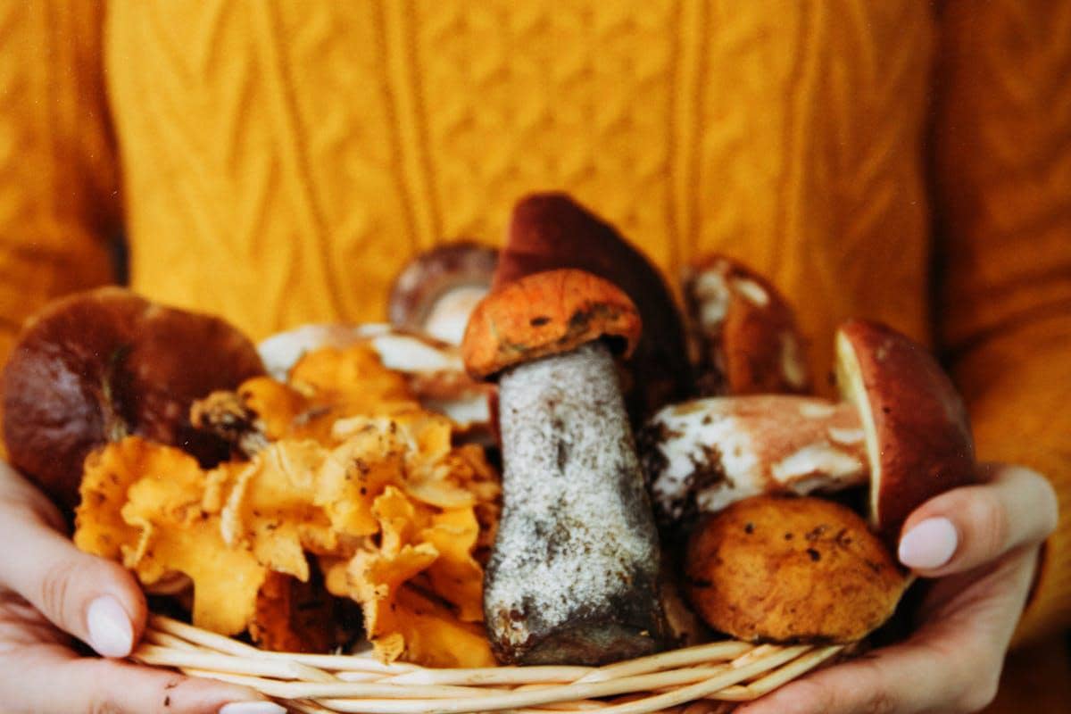 ilustrasi jamur porcini