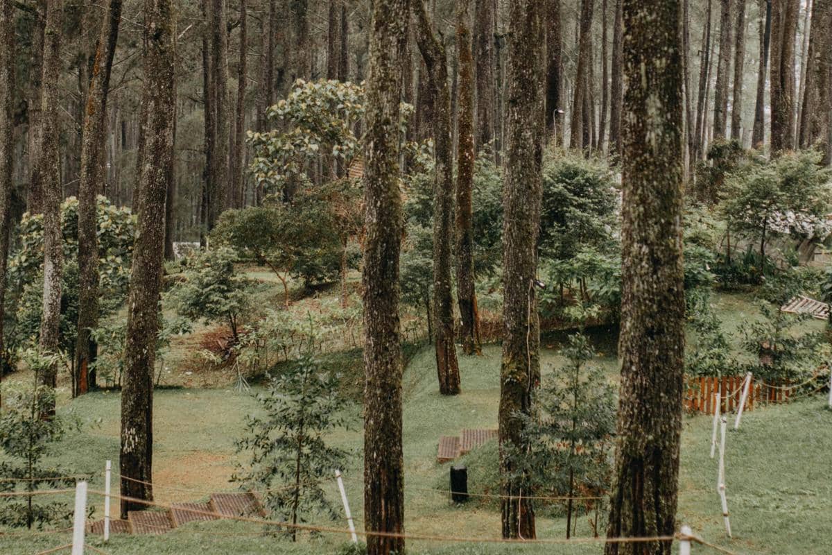 Ilustrasi Deretan Pohon Pinus Tinggi Di Precet Forest Park Menciptakan Suasana Sejuk Dan Menenangkan.
