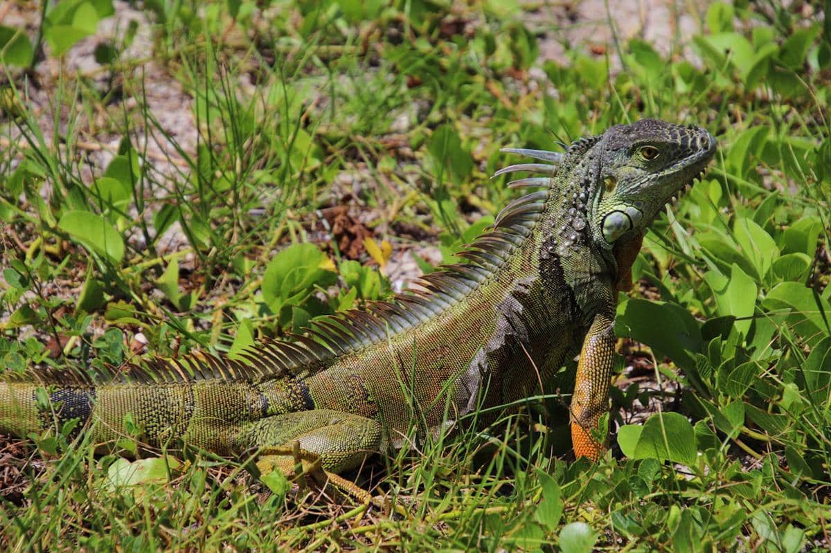 Potret reptil berjemur