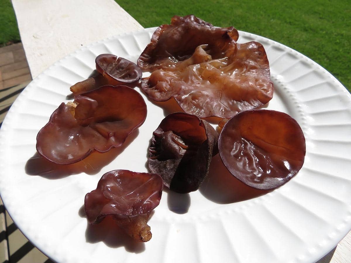 ilustrasi jamur kuping