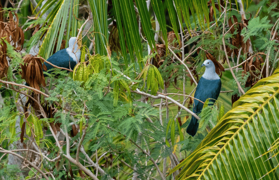 burung polynesian imperial pigeon