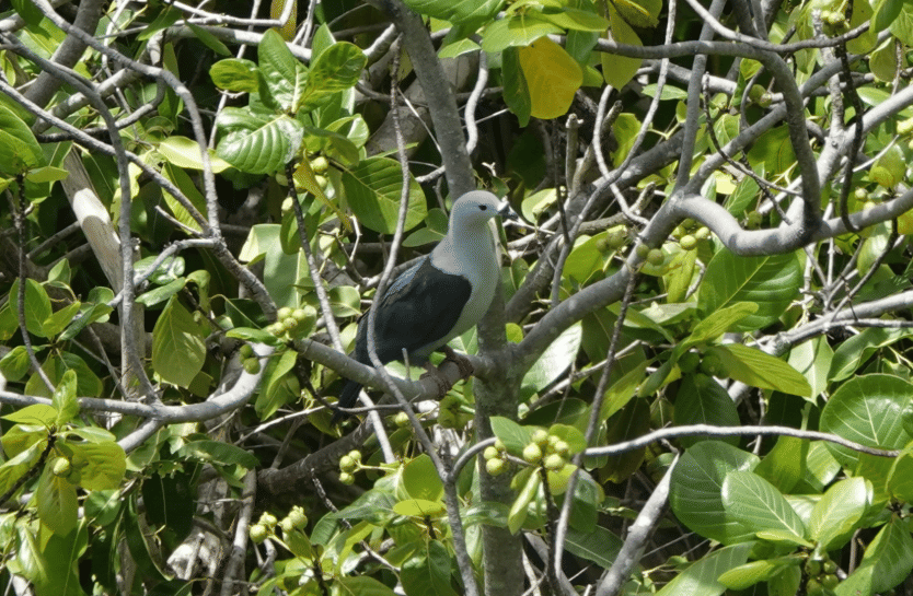 burung polynesian imperial pigeon