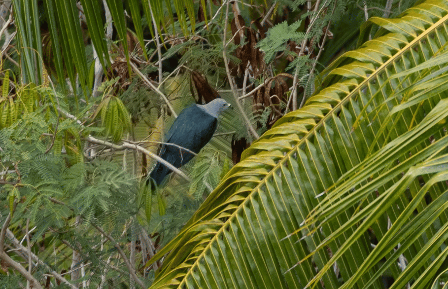 burung polynesian imperial pigeon