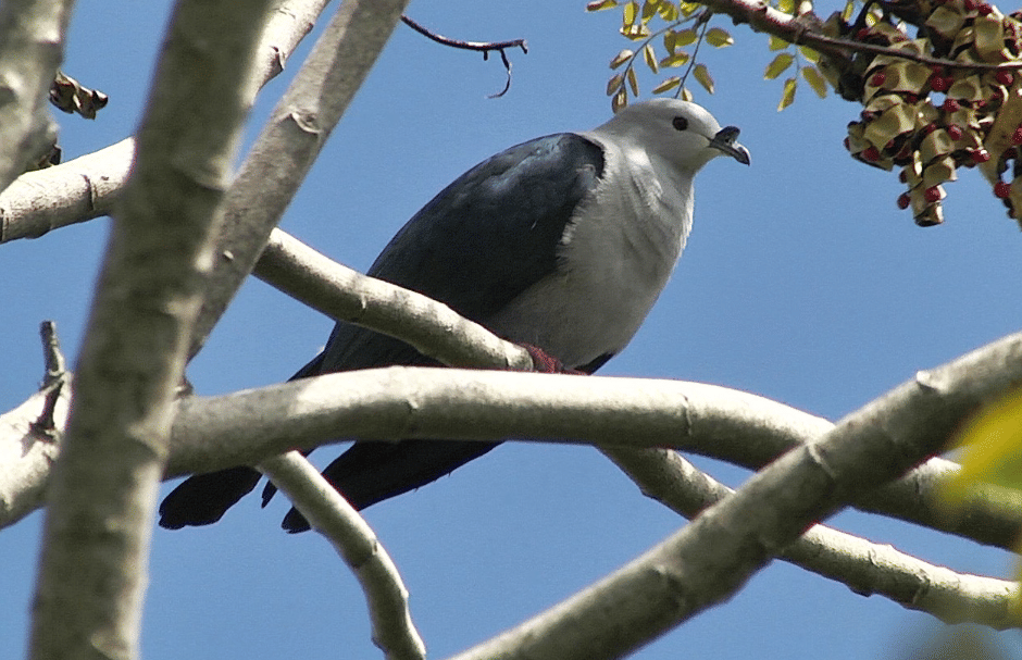 5 Fakta Polynesian Imperial Pigeon, Merpati Eksotis Kepulauan Pasifik