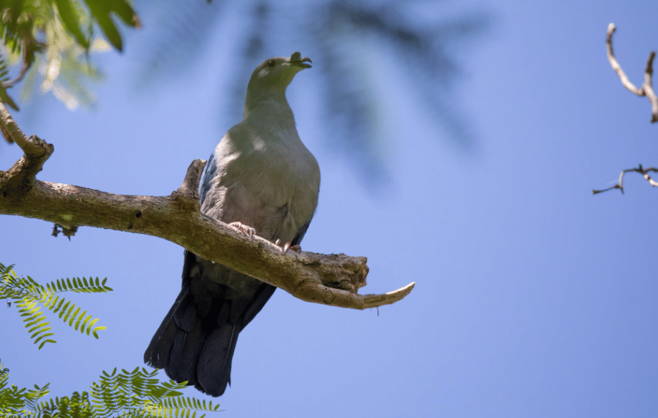 burung polynesian imperial pigeon