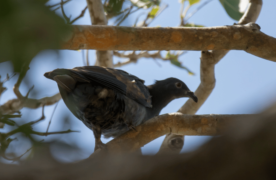 burung polynesian imperial pigeon