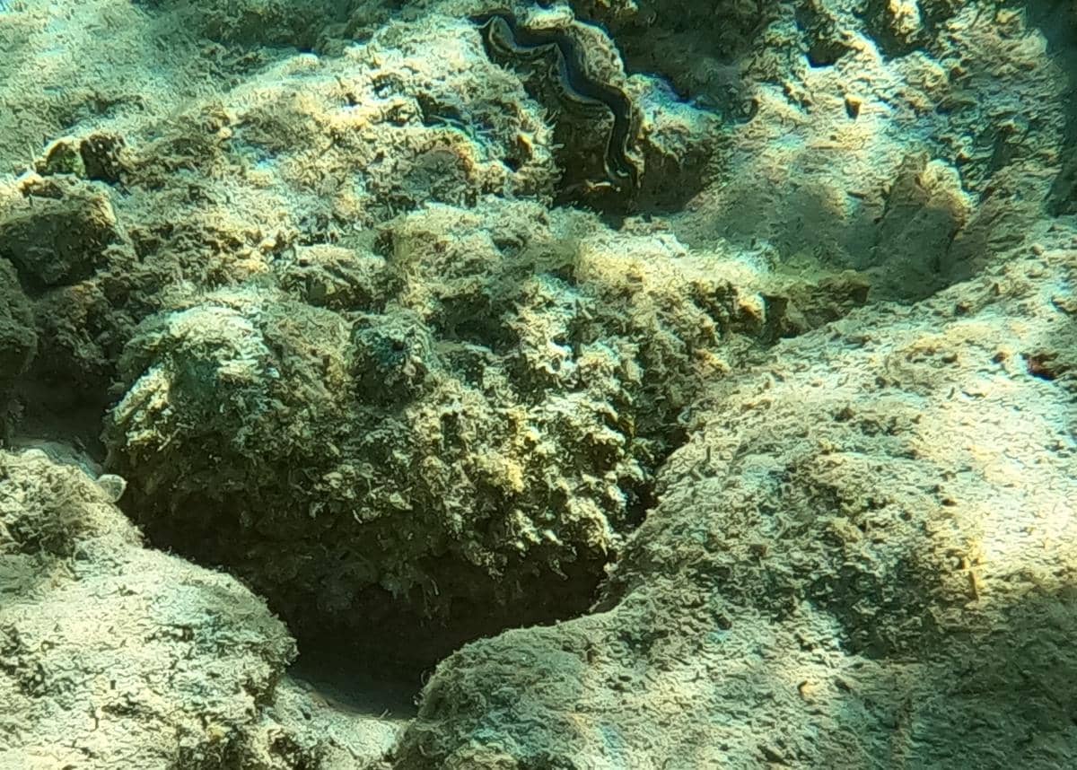 potret ikan batu yang hampir tak terlihat di antara karang