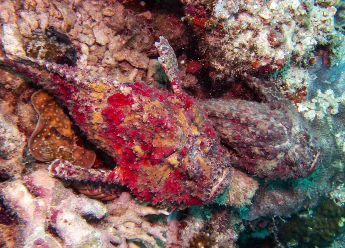 potret ikan batu yang mampu menelan mangsa dengan sangat cepat