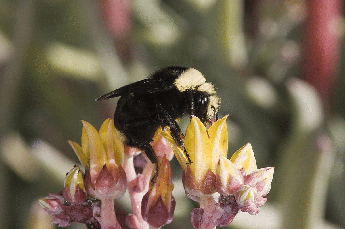 5 Fakta Unik Bumblebee Berwajah Kuning, Hidup di Dalam Tanah