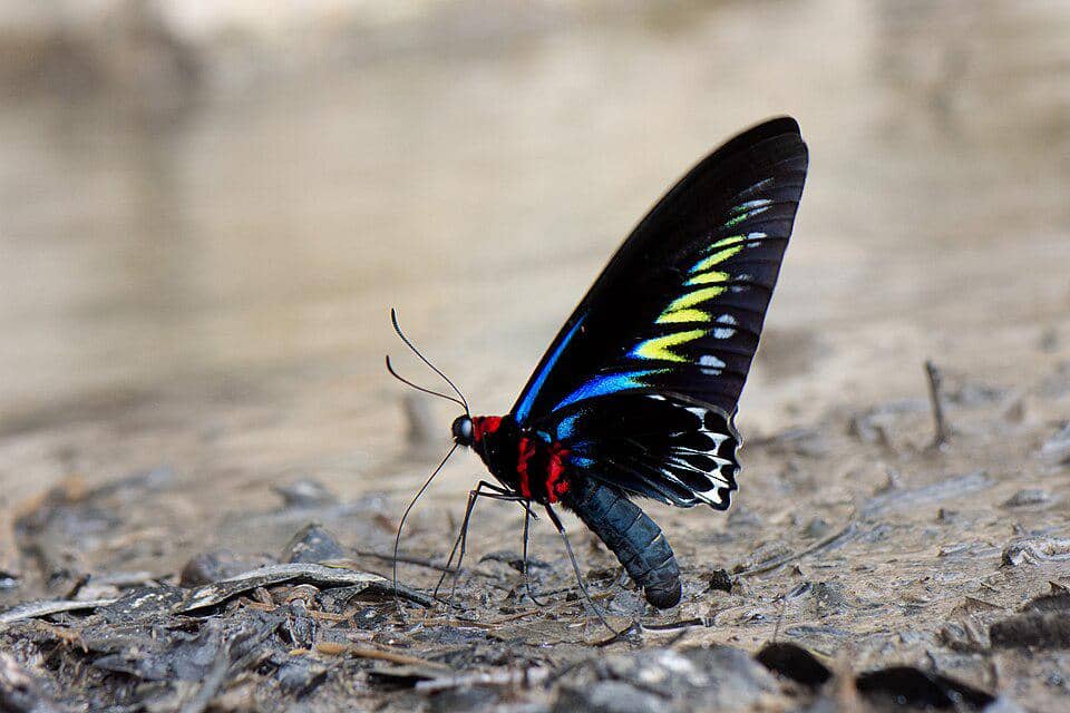 5 Fakta Rajah Brookes Birdwing, Kupu-Kupu Cantik dari Hutan Tropis
