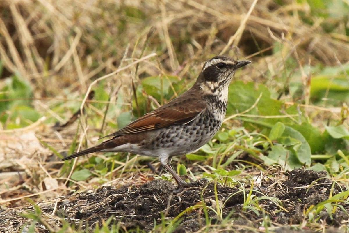 Burung Dusky Thrush