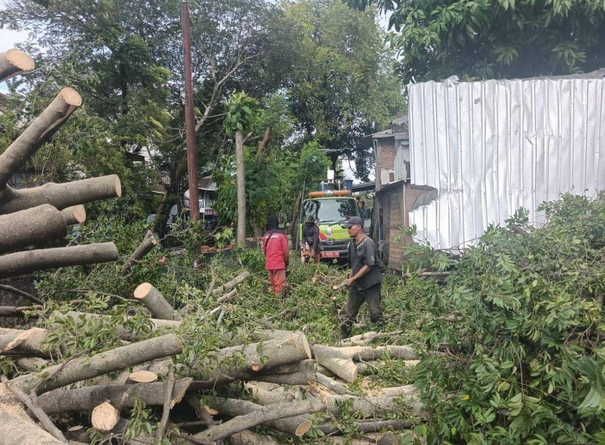 pohon tumbang, bencana semarang, cuaca ekstrem
