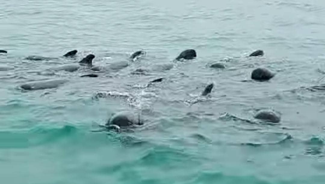 Gerombolan Paus Pilot Terjebak di Perairan Rote Ndao NTT