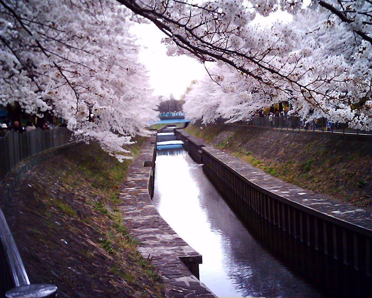 Potret Sungai Zenpukuji, Tokyo, Jepang