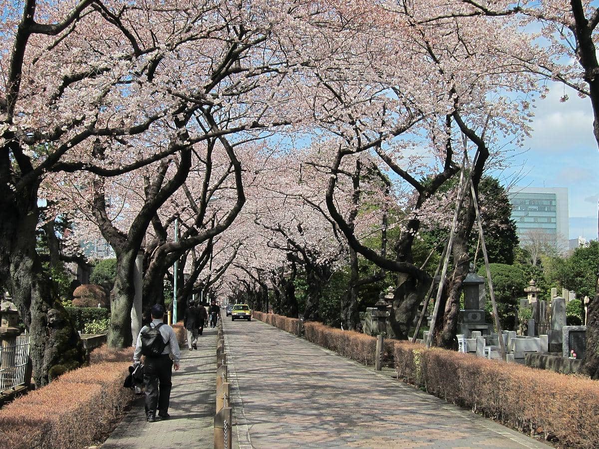 Potret Aoyama Cemetery di Tokyo, Jepang 
