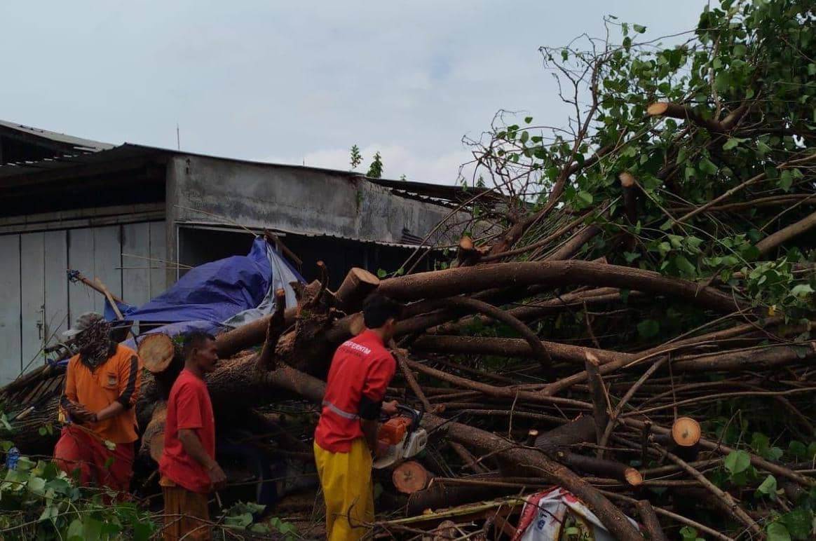 pohon tumbang, bencana semarang, cuaca ekstrem