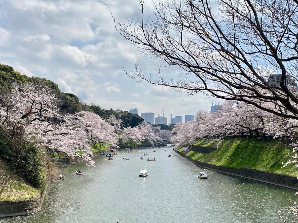 7 Tempat Melihat Sakura di Tokyo yang Masih Sepi Turis