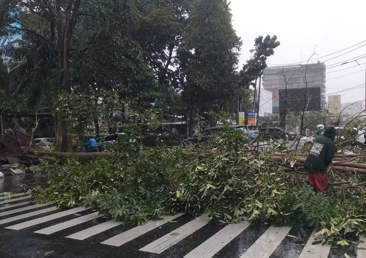 Hujan Angin Kembali Terjang Semarang, Pohon Bertumbangan di Lokasi Ini