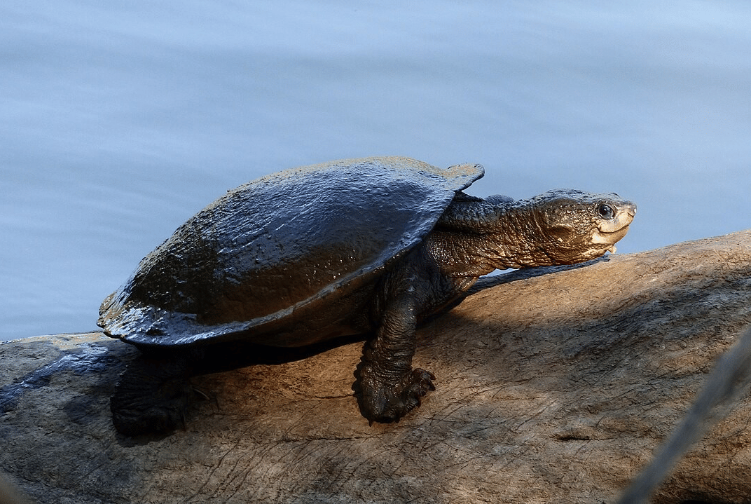 snapping turtle berleher putih