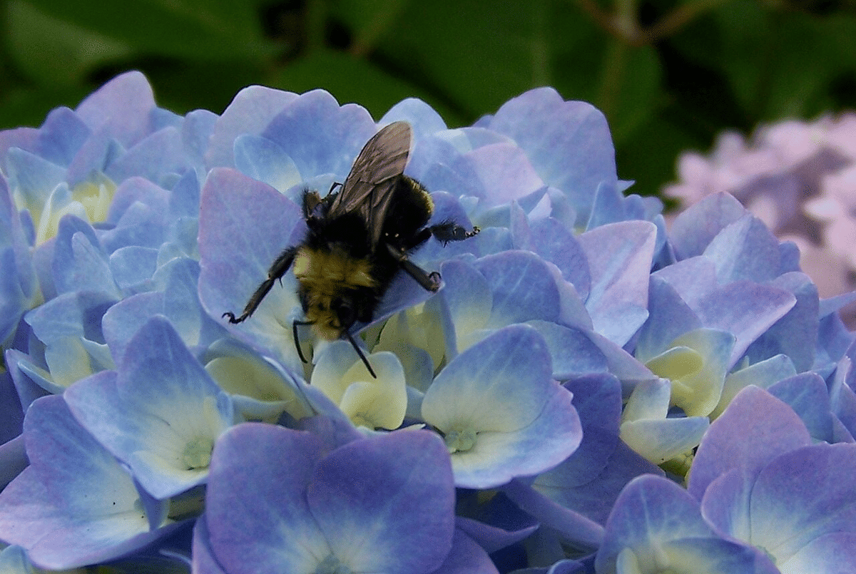 bumblebee berwajah kuning