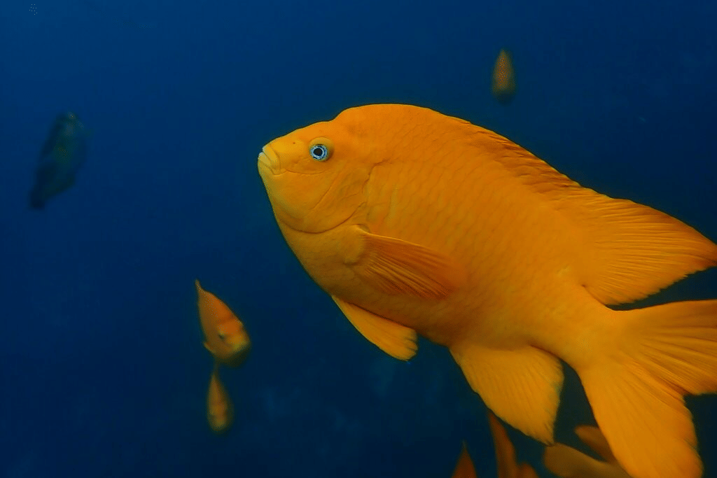 ikan garibaldi