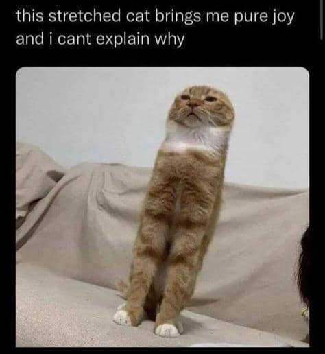 meme kucing lagi peregangan