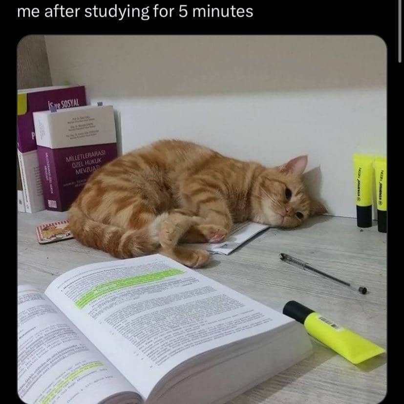 meme kucing lagi capek