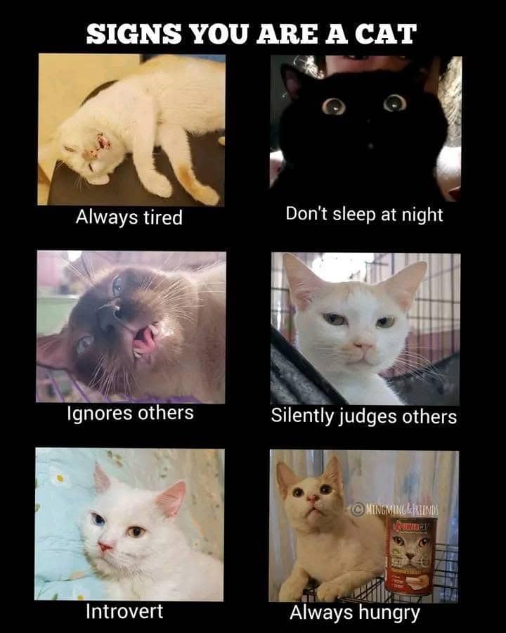 meme kucing lagi capek