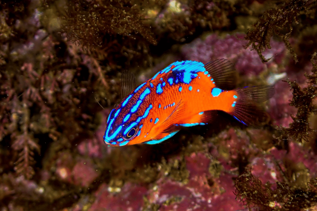 ikan garibaldi
