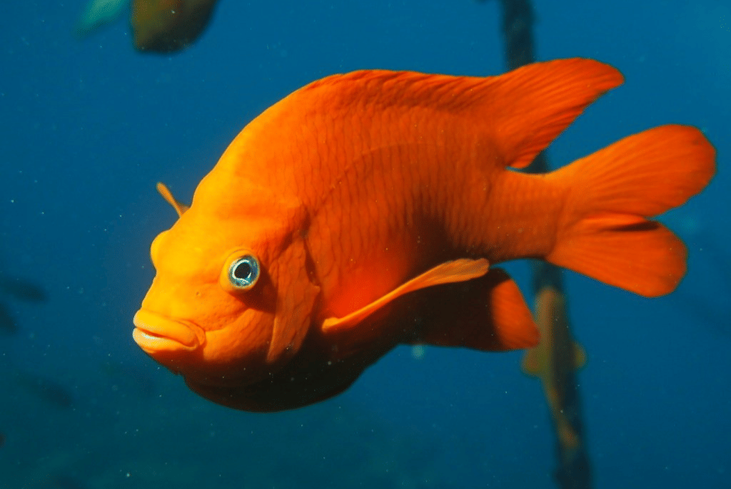 ikan garibaldi