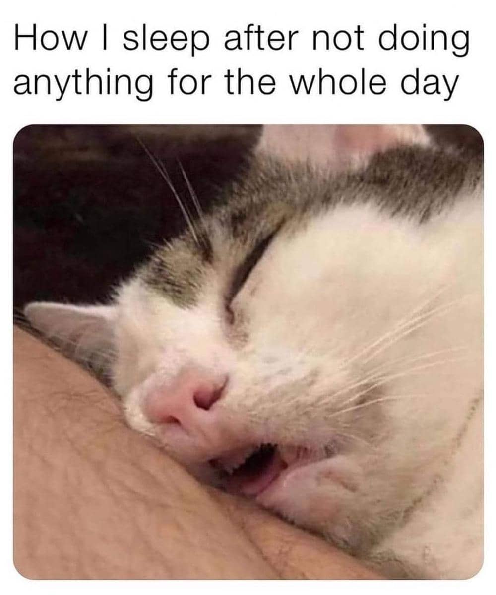 meme kucing lagi capek