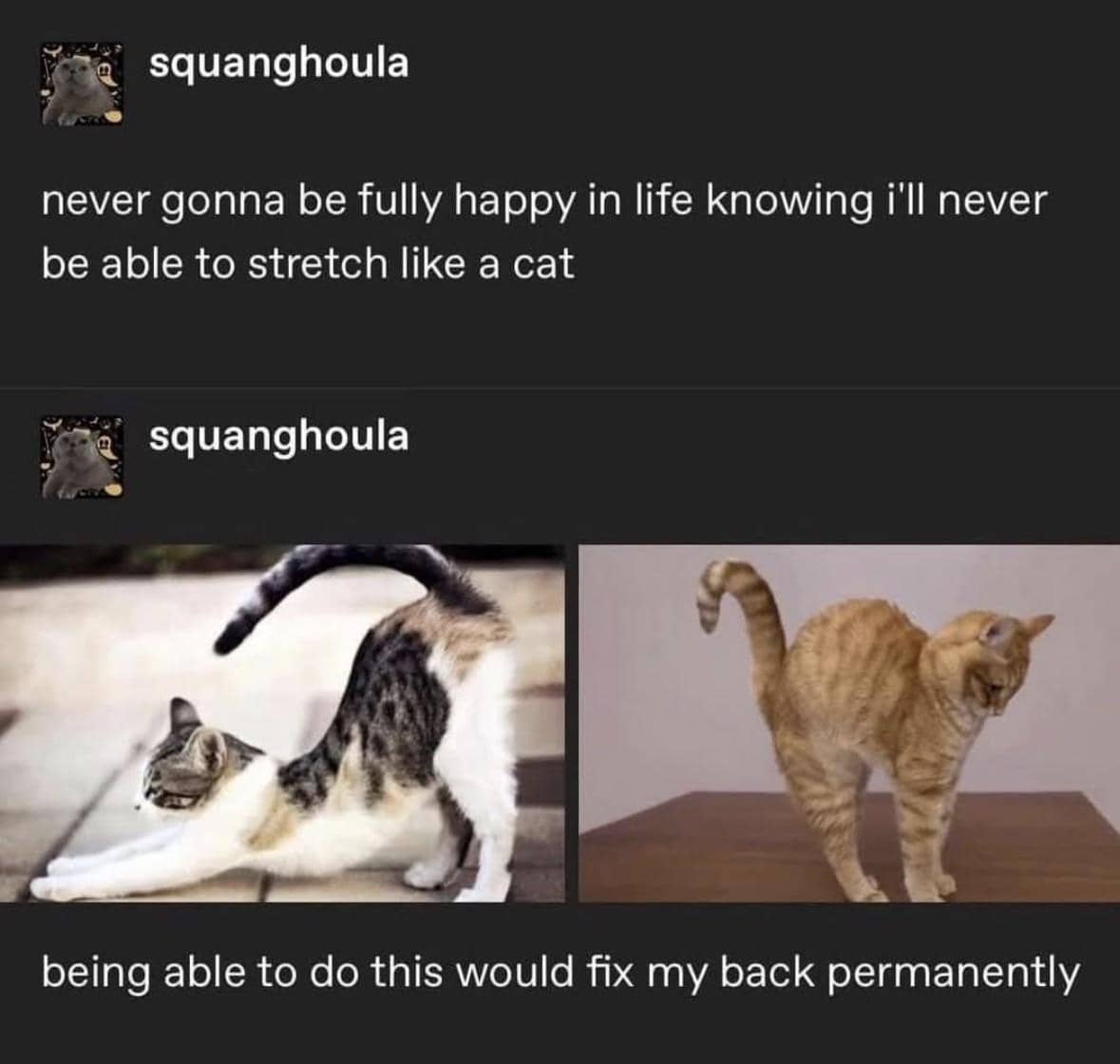 meme kucing lagi peregangan