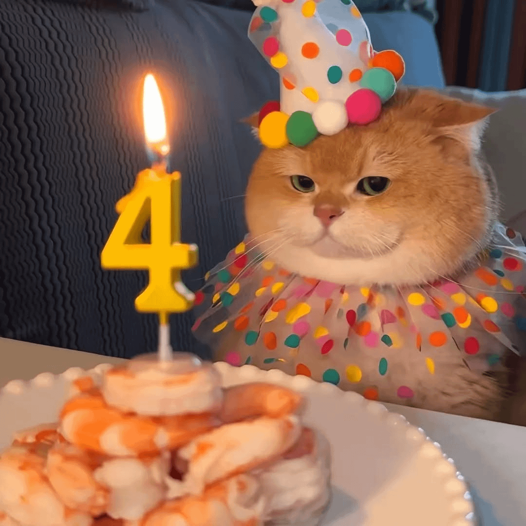 meme kucing lagi capek